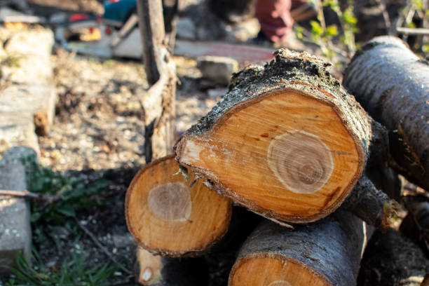 How Our Tree Care Process Works  in  Valley Falls, RI